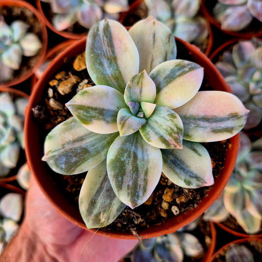 Graptopetalum superbum variegado