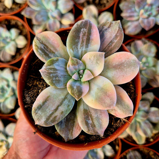 Graptopetalum superbum variegado