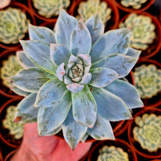 Echeveria "Blue Bird" variegada