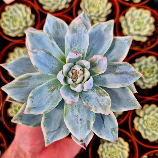 Echeveria "Blue Bird" variegada