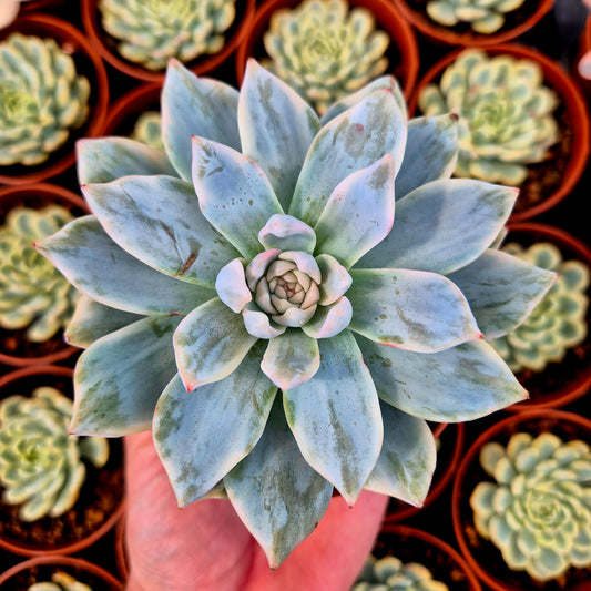 Echeveria "Blue Bird" variegada