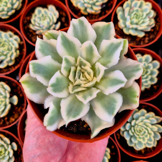 Echeveria "Purple Butterfly" variegada