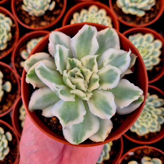 Echeveria "Purple Butterfly" variegada
