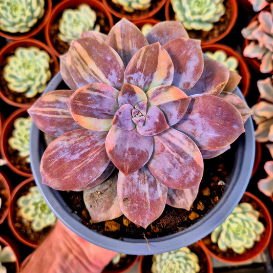 Graptopetalum superbum variegado