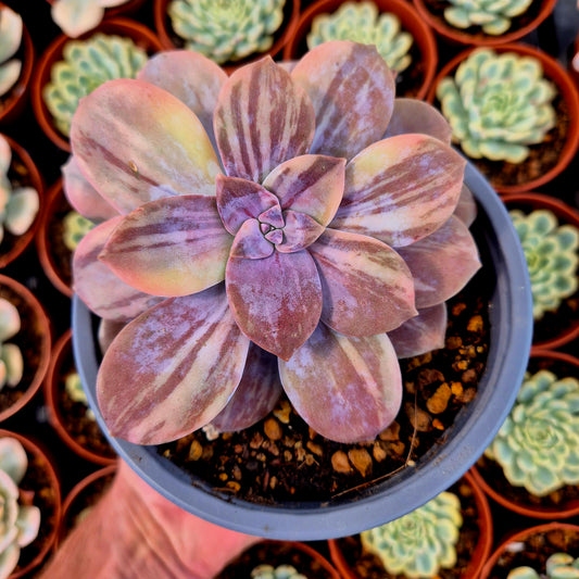 Graptopetalum superbum variegado