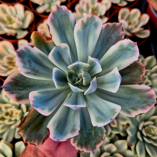 Echeveria "Imbricata" variegada