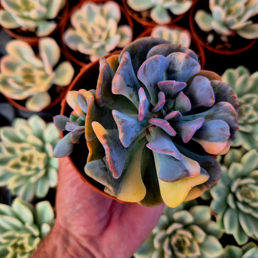 Echeveria "Cubic Frost" variegada