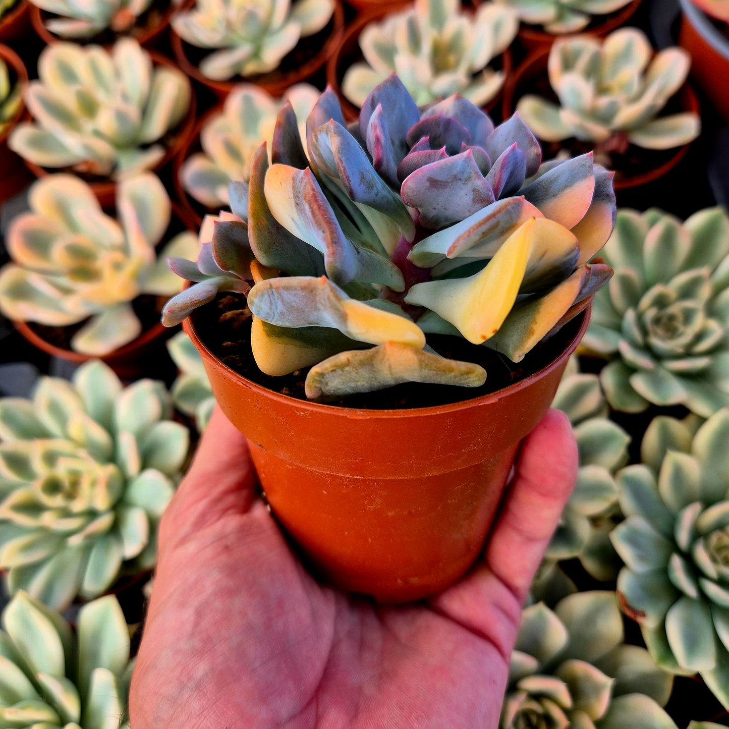 Echeveria "Cubic Frost" variegada