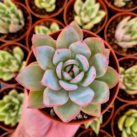 Echeveria "Jakku"