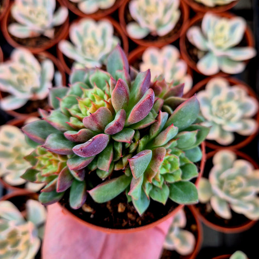 Echeveria "Tesla"