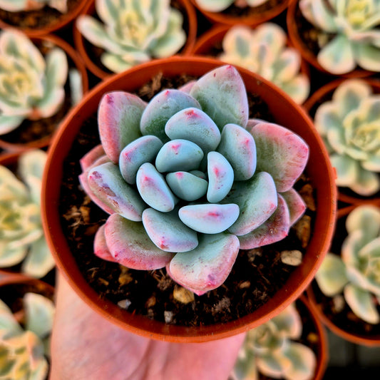Pachyveria "Convor"