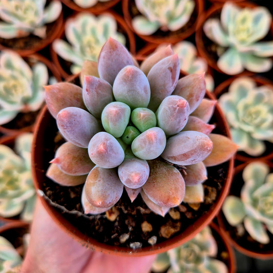 Pachyveria "Kyber"