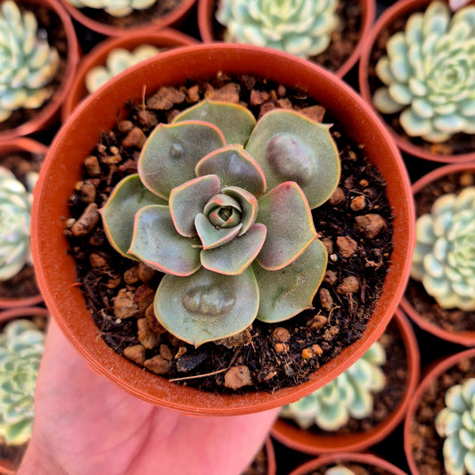 Echeveria "Red Light" warts