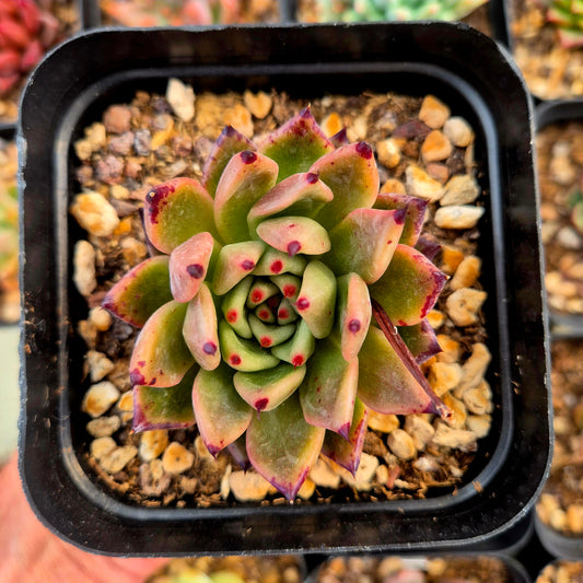 Echeveria "Ebano x Cupidata" x Echeveria turgida