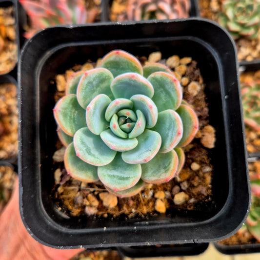 Echeveria colorata x Echeveria secunda, Azulita