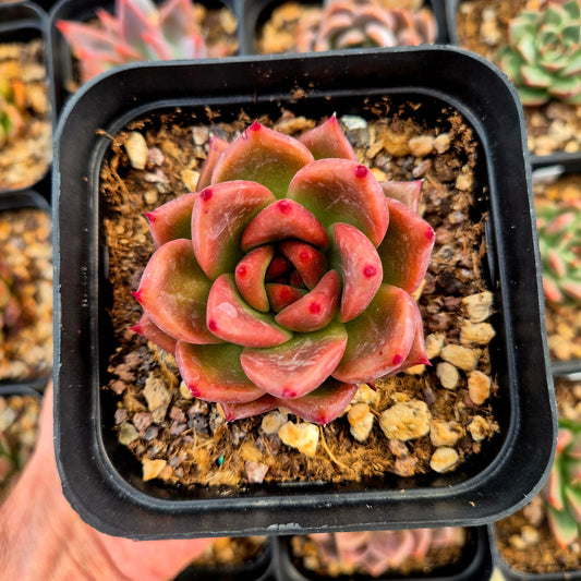 Echeveria colorata x Echeveria agavoides, Romeo