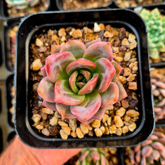 Echeveria agavoides, Romeo x echeveria laui