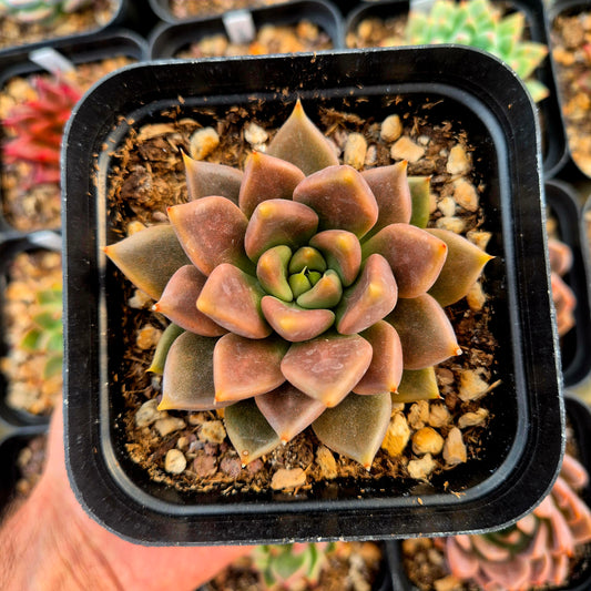 Echeveria tolimanensis x echeveria tobarensis