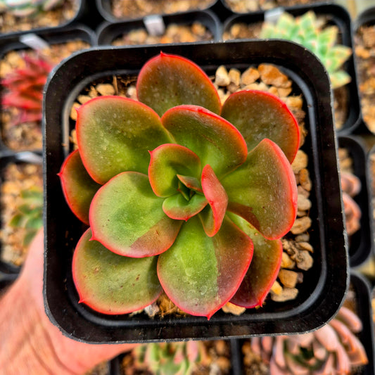 Echeveria "Prima Donna" x echeveria multicaulis