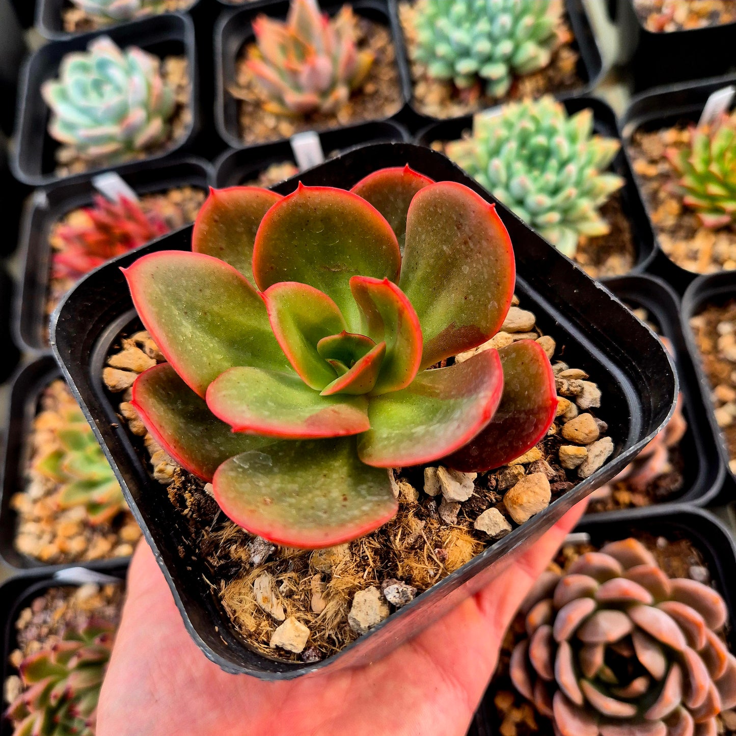 Echeveria "Prima Donna" x echeveria multicaulis