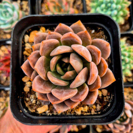 Echeveria tobarensis x echeveria laui