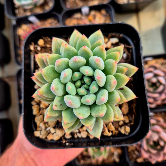 Echeveria zaragozae x pachyphytum rzedowskii