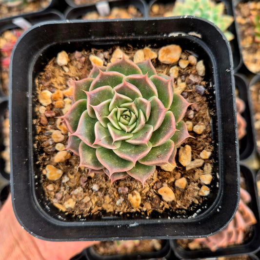 Echeveria tobar x echeveria hyalina