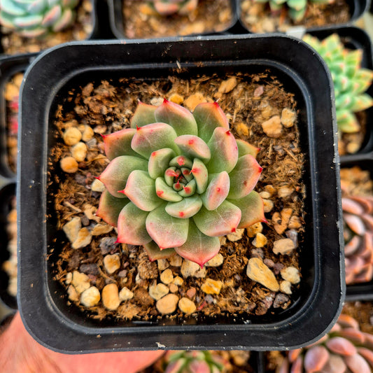 Echeveria agavoides x echeveria zaragozae