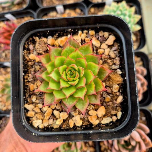 Echeveria agavoides Romeo Rubin x echeveria hyalina