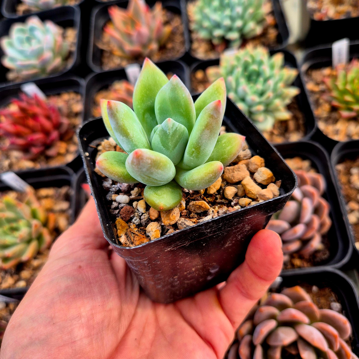 Echeveria colorata Mexico Gigant x pachyphytum garciae
