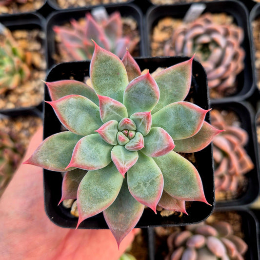 Echeveria colorata x echeveria tolimanesis