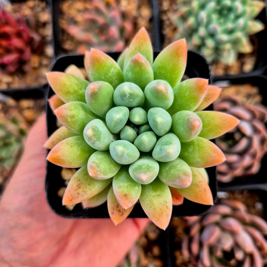 Echeveria albicans x pachyphtym garciae