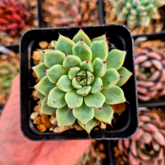 Echeveria zaragozae x echeveria agavoides