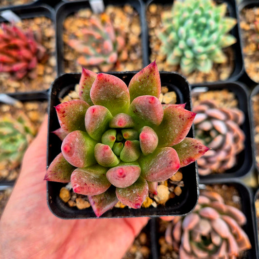 Echeveria agavoides Romeo x echeveria colorata Mexico Gigant