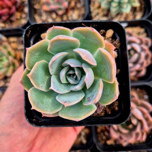 Echeveria colorata x echeveria simulans Laguna