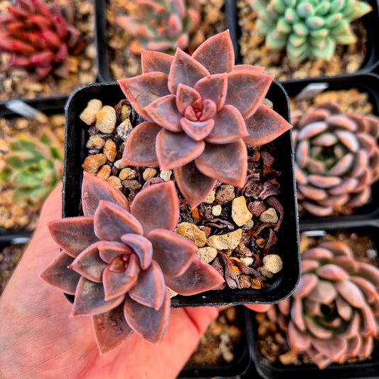 Graptopetalum rusbyi x graptopetalum bernealense