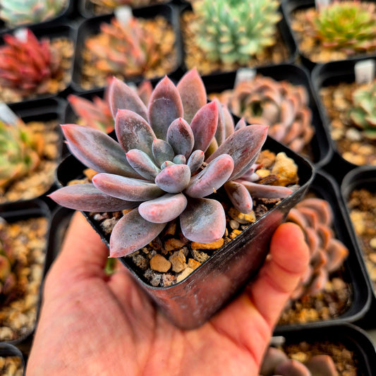 Graptopetalum rusbyi x pachyphytum rzedowskii