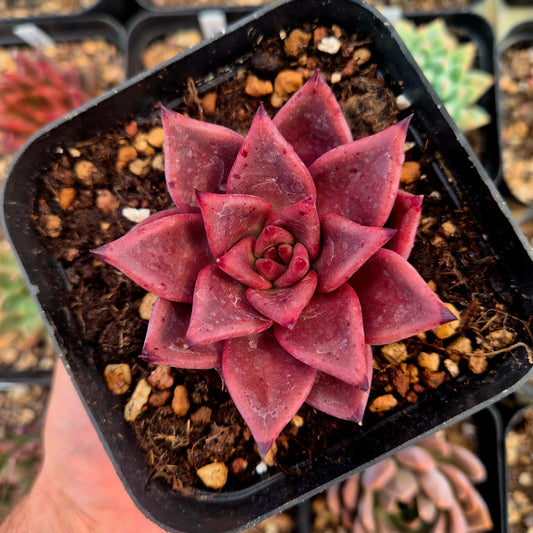 Echeveria agavoides Romeo Rubin x Echeveria agavoides Ebony
