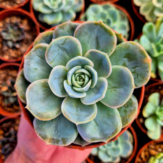 Echeveria "Blue Surprise" variegada