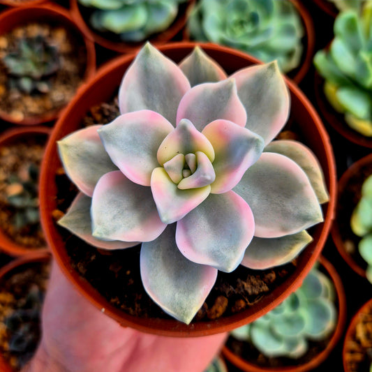 Graptopetalum "Snow White" rosa variegado