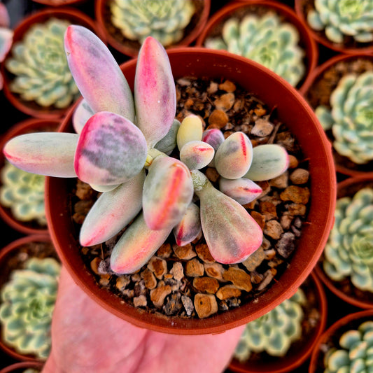 Cotyledon orbiculata var oophila variegado