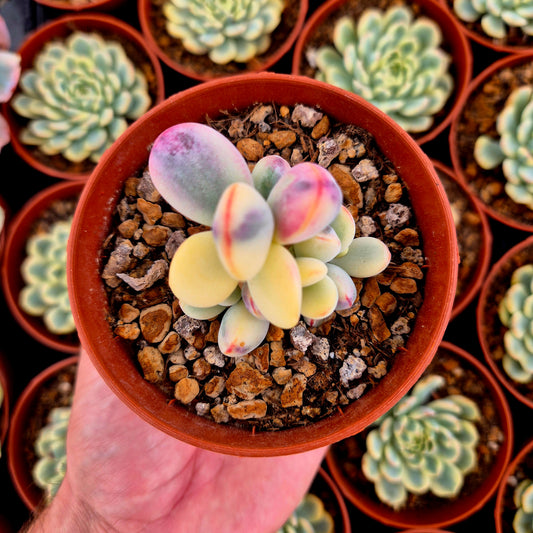 Cotyledon orbiculata var oophila variegado
