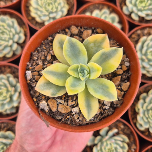 Graptoveria "Harry Watson" variegada