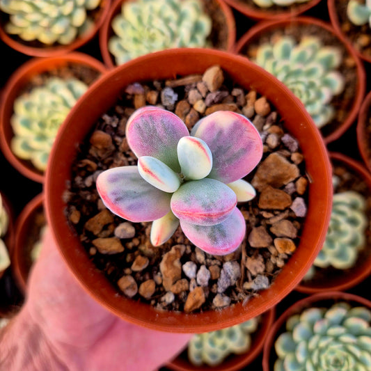 Cotyledon orbiculata var oophila variegado