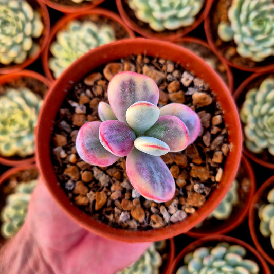 Cotyledon orbiculata var oophila variegado