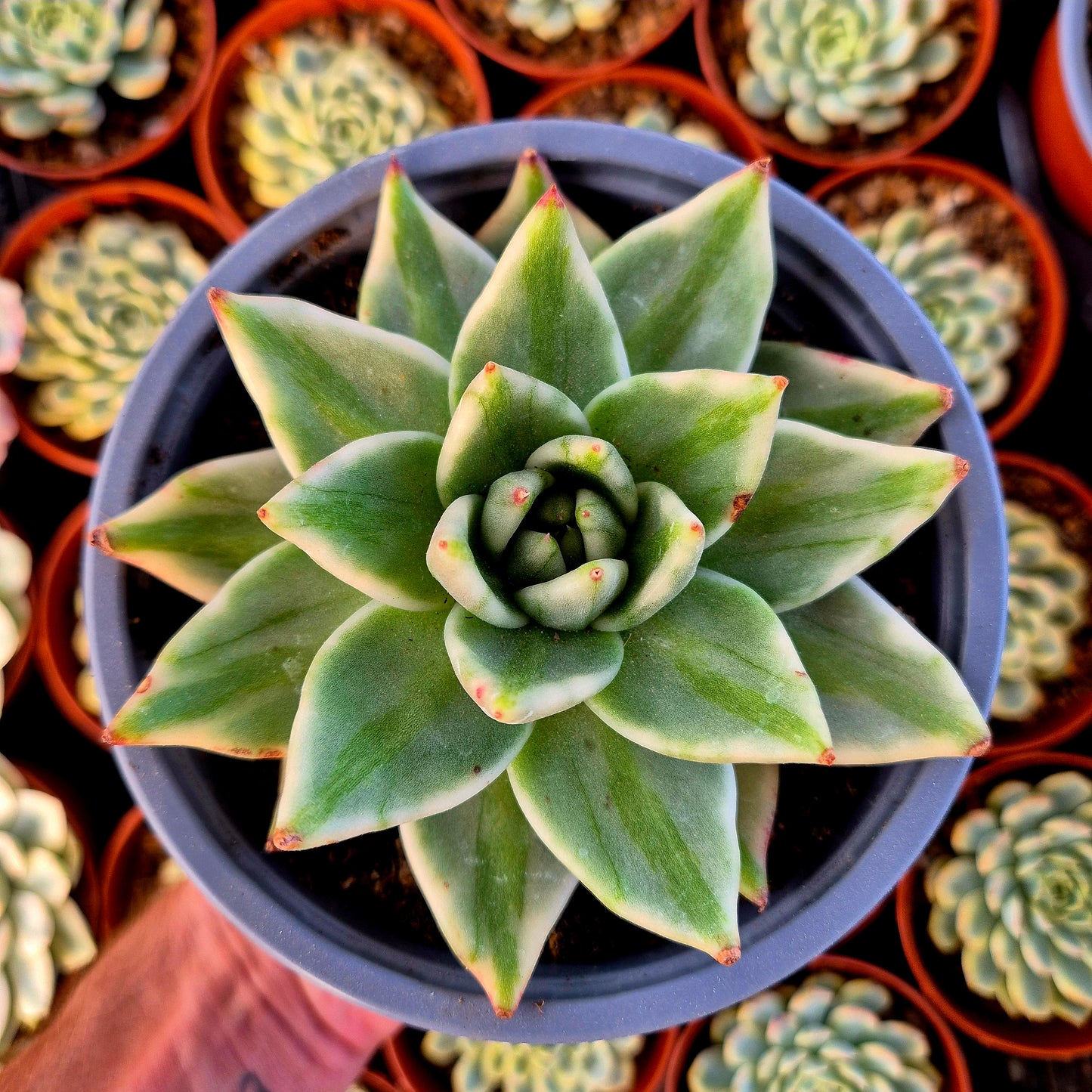 Echeveria "El Khorn" variegada XXL