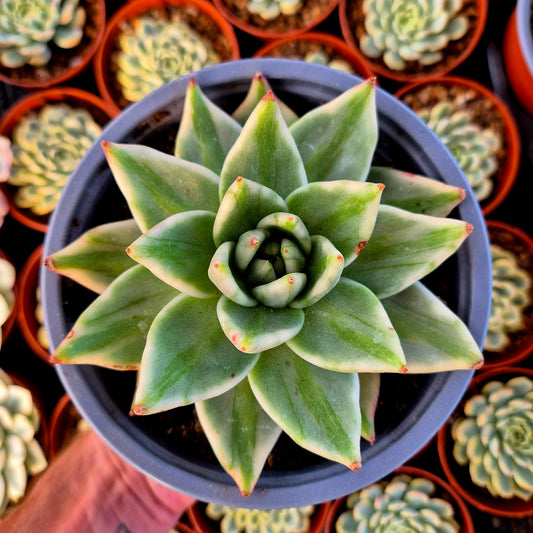 Echeveria "El Khorn" variegada XXL