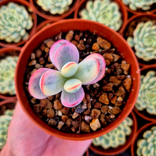 Cotyledon orbiculata var oophila variegado