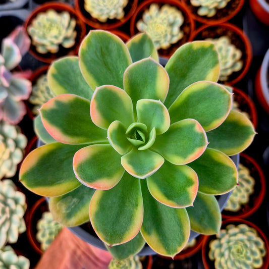 Echeveria "Pink Vera" variegada XXL