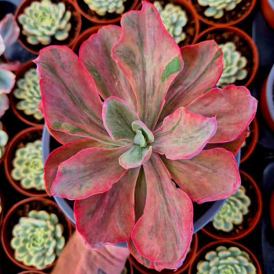 Echeveria "Chantilly Pink Blush" variegada